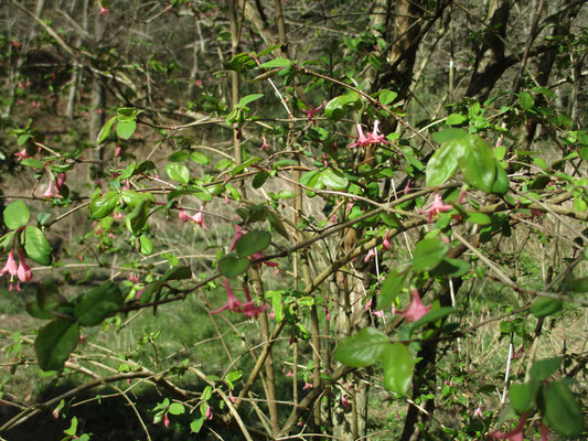 春まっさきに咲き始めるウグイスカグラ　山ではいつも寒い内からこの花は見つけられる