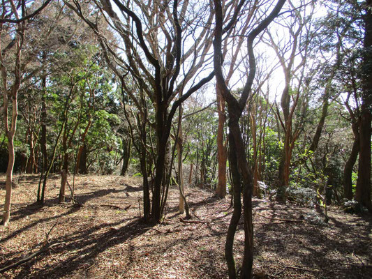 庭園のような登尾の山上　見渡す周囲が全部こんな雰囲気に包まれている