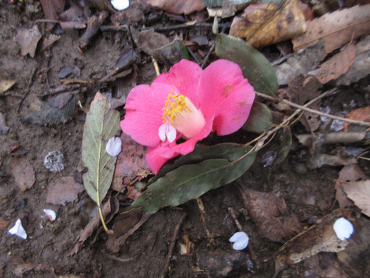 ピントが合っていないが、椿の落花と桜の花びら