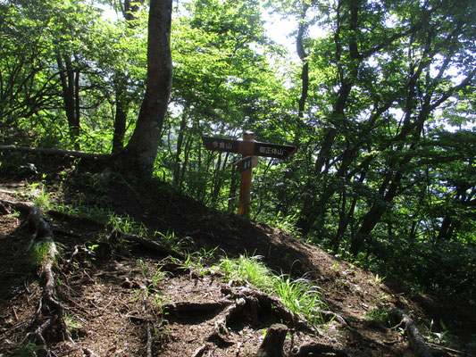 峠から稜線に上がると今倉山との道を分けて御正体山へ進む