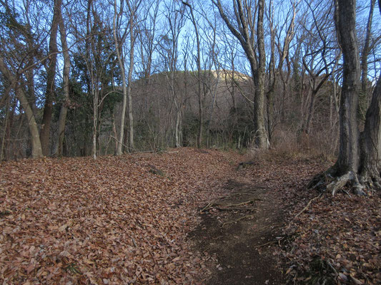 少し登ると向こうに大野山が見える　萱との山なので禿げたように明るく光っている