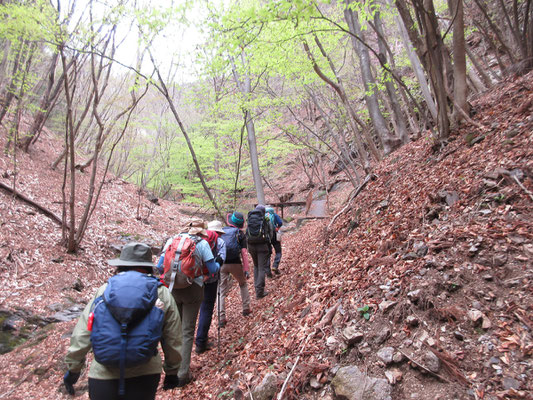登山口からしばらく植林帯を過ぎると気持ちのいい雑木の沢筋に出る