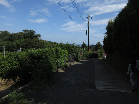 この村内は殆どがミカン畑だが、上部の畑はかなり荒れている所もあった　まだミカンは青い