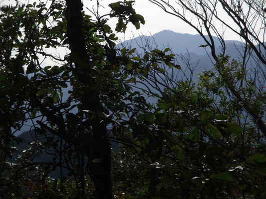 高取山山頂から梢越しに見える大山