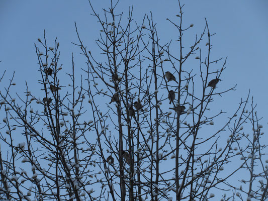 辛夷の木に沢山のコトリ、と思えば雀だった　その前には町中では珍しいエナガの群れを見たのだが、勘違いだったか…
