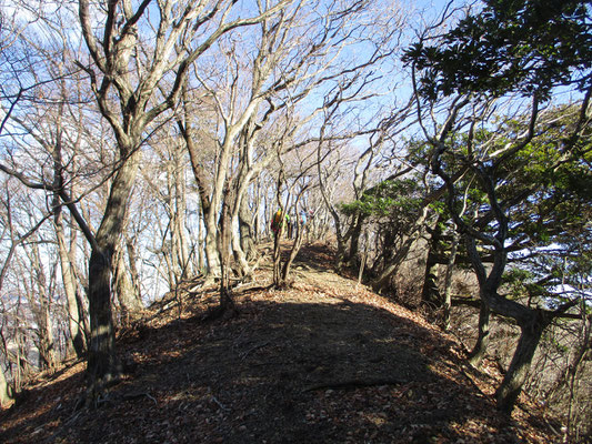 荻野高取山の山頂　丹沢の山は谷が巡り至るところ痩せ尾根が多いですが、特にこの荻野高取山の稜線は両脇が切れ落ちていて要注意です