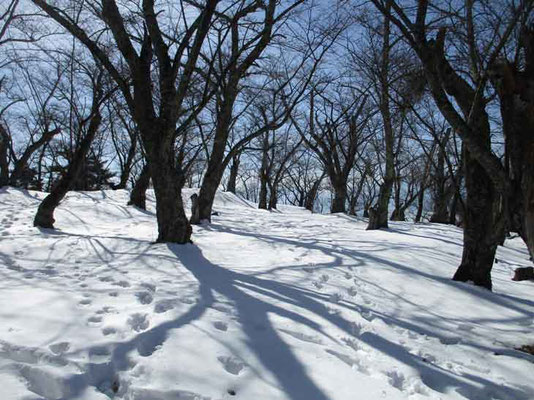 昼を過ぎると青い影が長くのび、雪面に不思議な模様として映ります