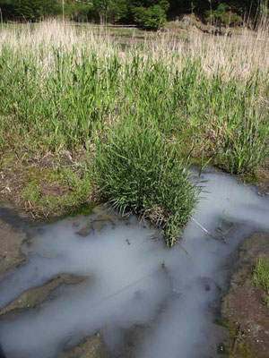 切込湖への登山口は「湯の平湿原」と言って源泉が湧き出す湿原脇を行きます　温泉成分に白濁している水？は温かい！