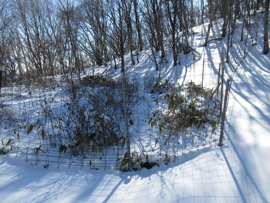 そこには植生保護柵があるが、効果テキメン　雪のなかでもあるとなしでは一目瞭然