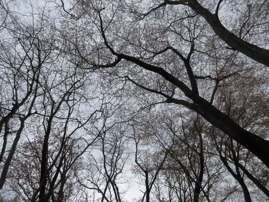 自分の居る高取北尾根にも桜の木が沢山ある