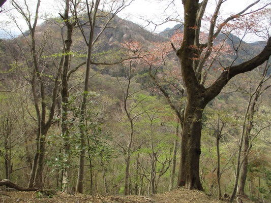 大きなヤマザクラを前景に高取山直下から華厳山を見る