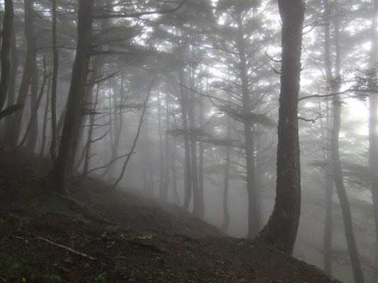 すでに雲のなかに入ったようで、ふたたび霧の世界