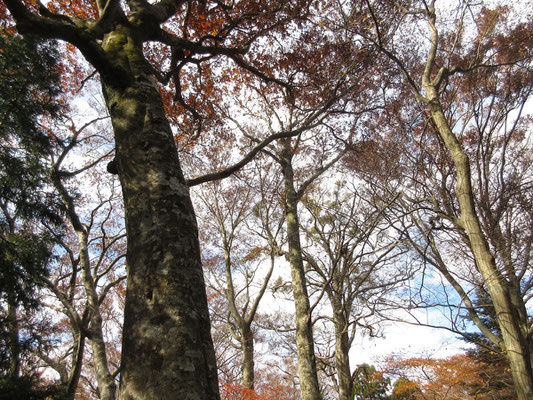 山頂から「胎内岩」見物でピストン後、先ほどのブナ林の中を下山開始　見事なブナが続く