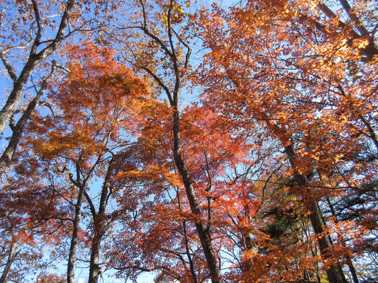 林道出合い付近も美しい紅葉　僅かな標高差だが、山頂付近はすでに落葉していた