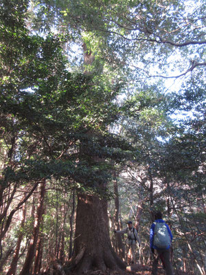 大きなモミの木もある 一息つく