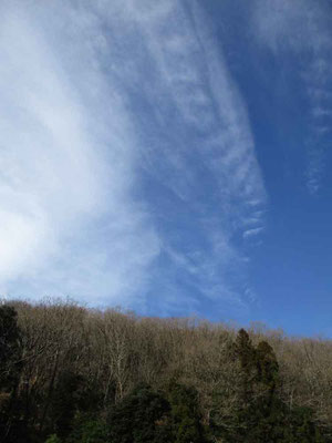 見上げると青空に白い雲　とても気持ちのよい山日和でした