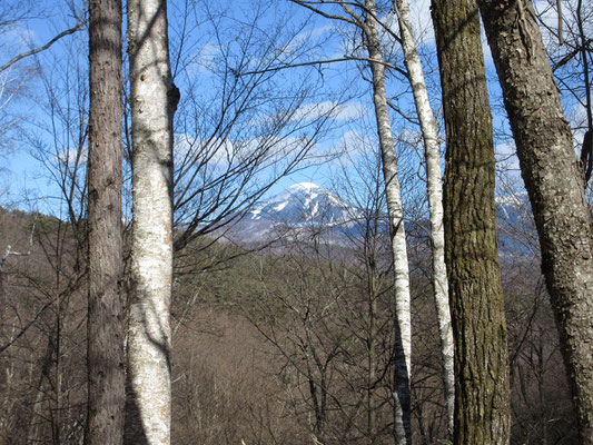 最後のご褒美　きれいな蓼科山が樹間から見えた