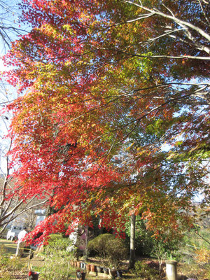 沓掛館山の紅葉2