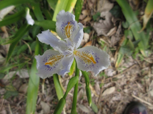 シャガの花　もう咲き始めている