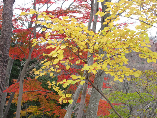 西山の紅葉5　黄色と紅の競演