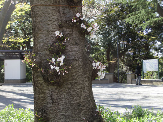 太い幹に咲く花