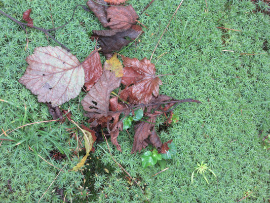 苔と落ち葉