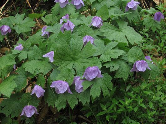 紫色が濃いシラネアオイ　雨でうつむいている　この大柄な花が登路にずっと続いている