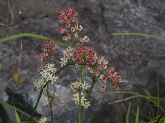 イワショウブ　下の方に花が残っています　赤く見えるのは実