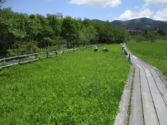 広い園内はあちらこちらで手入れをする方たちが働いている　ここはあくまでも人の手を入れて季節ごとの花を咲かせている管理された場所