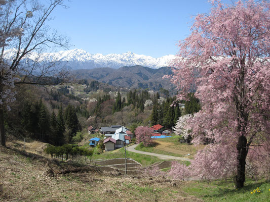 白い北アと満開の桜　狙ってもなかなか出会えないような日に、その場に居られる幸福