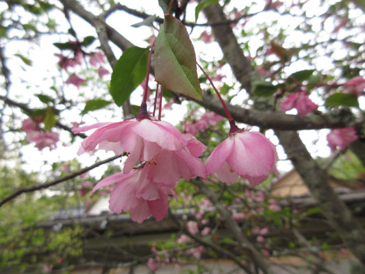桜の花もまだ咲いていた　結局、全部一斉に咲き出してしまったということのようだ