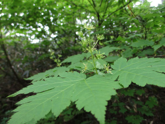 カエデのなかまの花