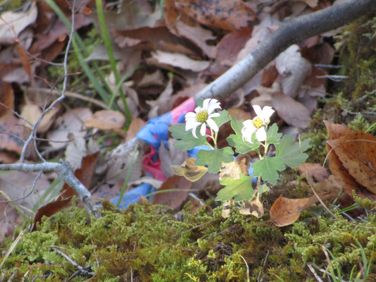 この日の目玉の花はリュウノウギク