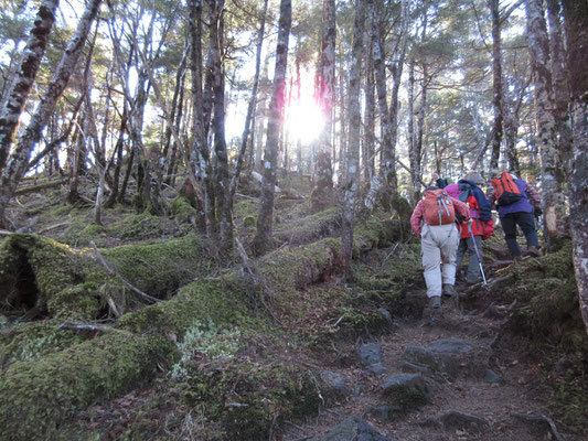 そんな冗談より真面目に登らないと転びそうな岩ゴロの登山道になる