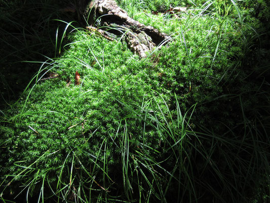 美しい苔の絨毯