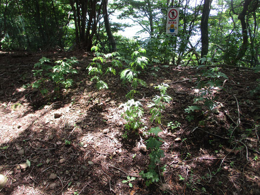 荻野高取山に向かう途中のトリカブト　今の時期はまだ暑さにやられずに元気に育っている