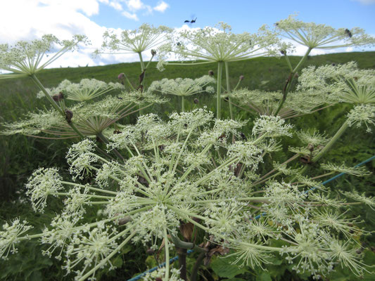 存在感のあるシシウドの花