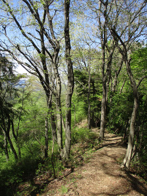 何とも言えない仏果山からの山道