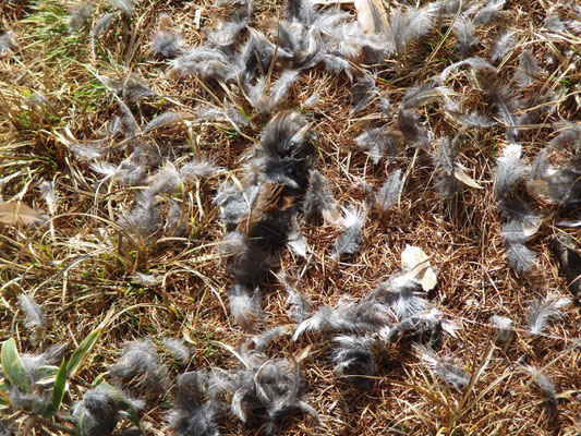 途中で出会った鳥の羽根　猛禽類に襲われたのでしょうが、鳥の種類は分かりません