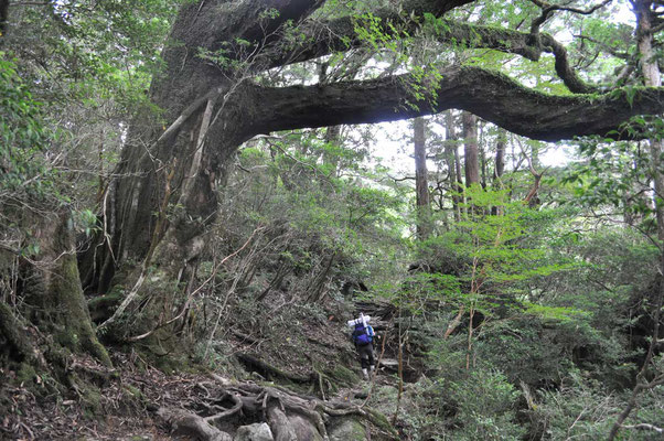 人が居ると、幹一本がどれほどの太さかが分かる