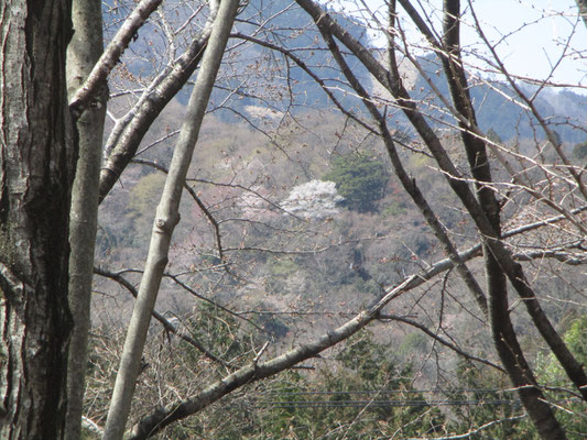 その梢越し向こうの山肌に、すでに咲いている桜の雪洞　何サクラだろう？