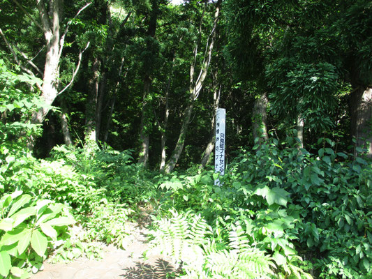 只見町ブナセンターが管理しているブナの森
