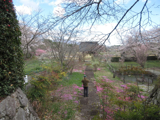 このお寺も桜始め色々な花の見頃だったが、人もほとんど居らず