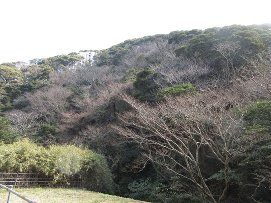 川辺から上がって登山口に向かう　照葉樹が主の、丹沢などとは全く違う林相