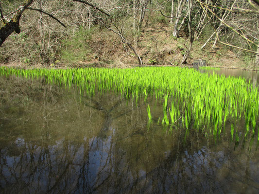 日を浴びて蛍光色的な色合いの植物　あやめや菖蒲の仲間だろうか