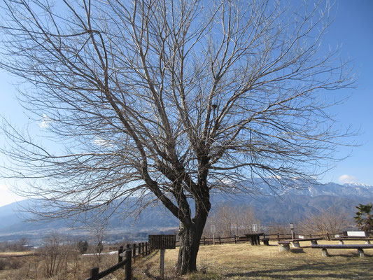 風のなかに立つギンドロの木　この木に賢治は励まされたそう