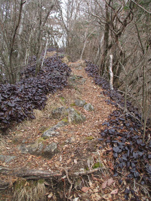 稜線に着いて第２真富士山に向か始めると、いきなり痩せ尾根の両脇が一面のイワカガミかイワウチワの群落　寒さに対抗するためなのか、緑の葉がすべて深い紫色に変わっています