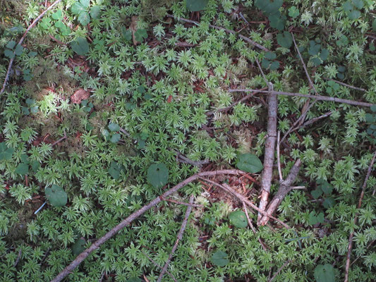 苔と一緒に足元にはマイヅルソウ　小枝も落ちているが自然はすべてが調和している