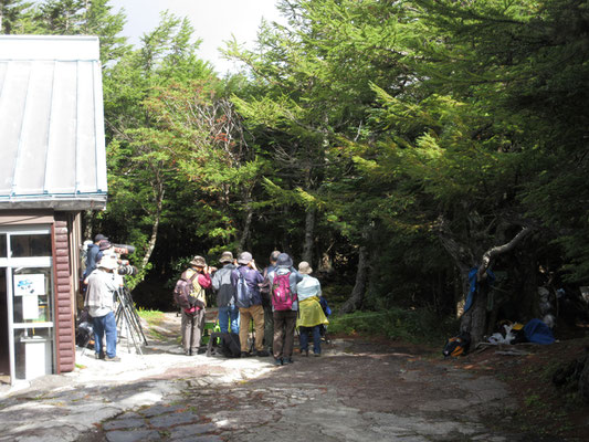 観光地らしく「奥庭荘」という食事処兼売店があるが、そこで人だかり　何かと思いきや、コトリの撮影　皆さんカメラにバズーガ砲みたいなスゴいレンズを付けていた