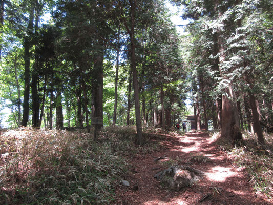 少し登ると急に参道のようになり、笠置神社となる　山頂付近は自然林のブナもあり、これが本来の林相なのだろう